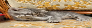 Scottish Fold 4