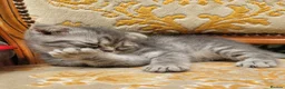 Scottish Fold cats for sale: Scottish fold kittens Blue spotted  - Advert 20