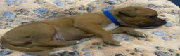 Staffordshire Bull Terrier dogs for sale: Staffordshire Bull Terrier Puppy’s - Advert 7