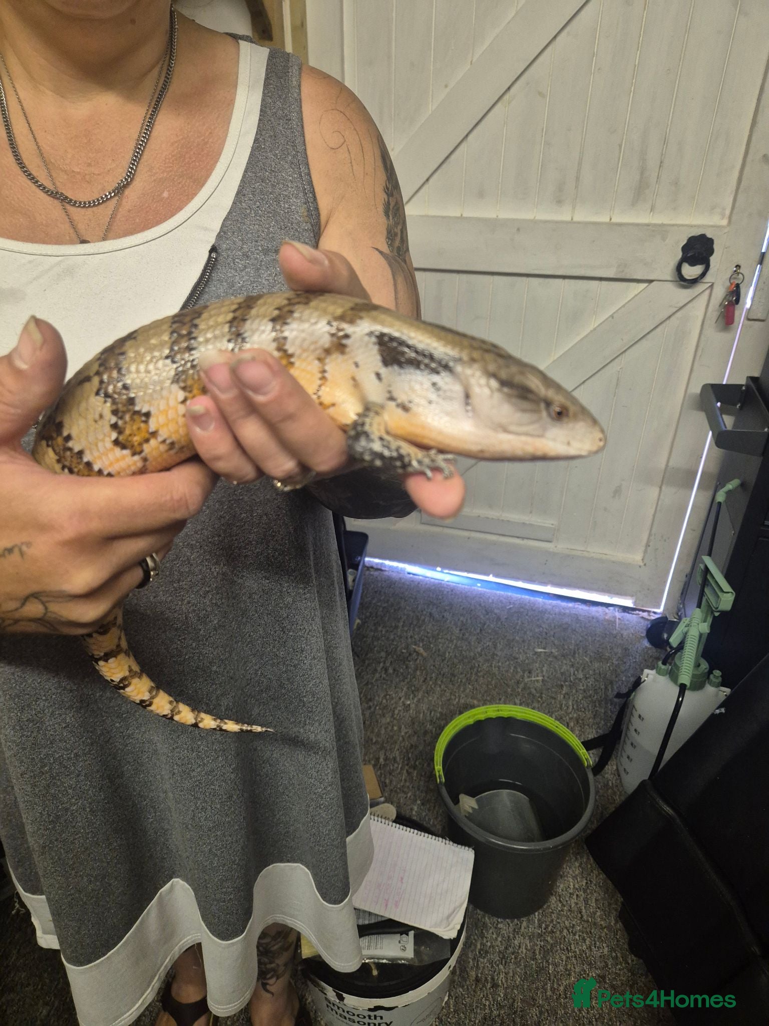 Skink reptiles Blue tongued skink  - Advert 6