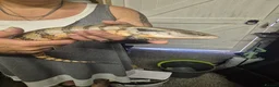 Skink reptiles for sale: Blue tongued skink  - Advert 1