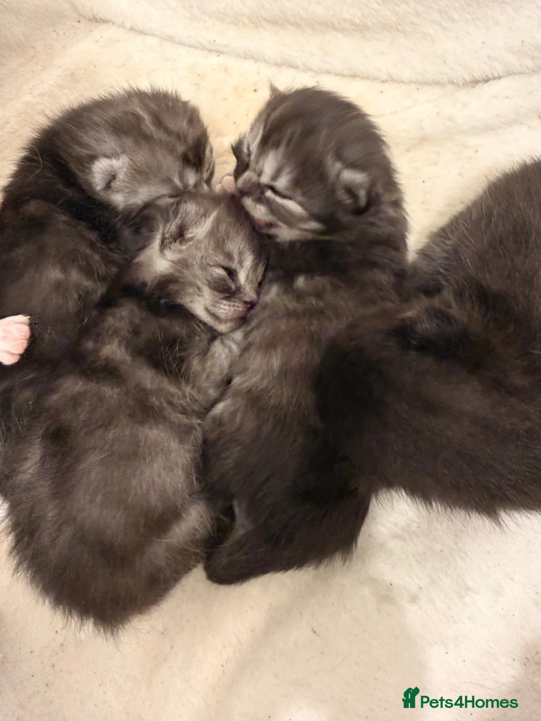 Persian cats for sale: Miss Nicola Puklejova  in Enfield - Advert 7