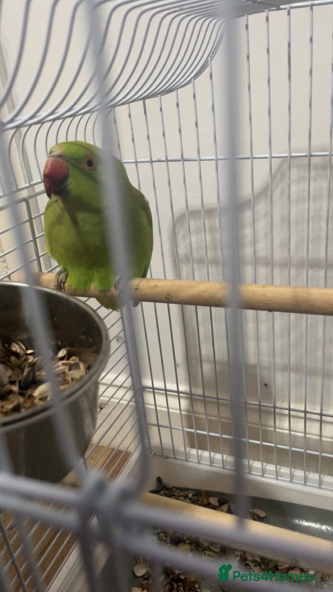 Parrots birds for sale: Indian Ringneck - Image 3