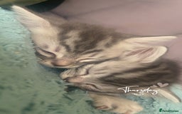 Mixed Breed cats for sale: British longhair cross kittens  - Image 13