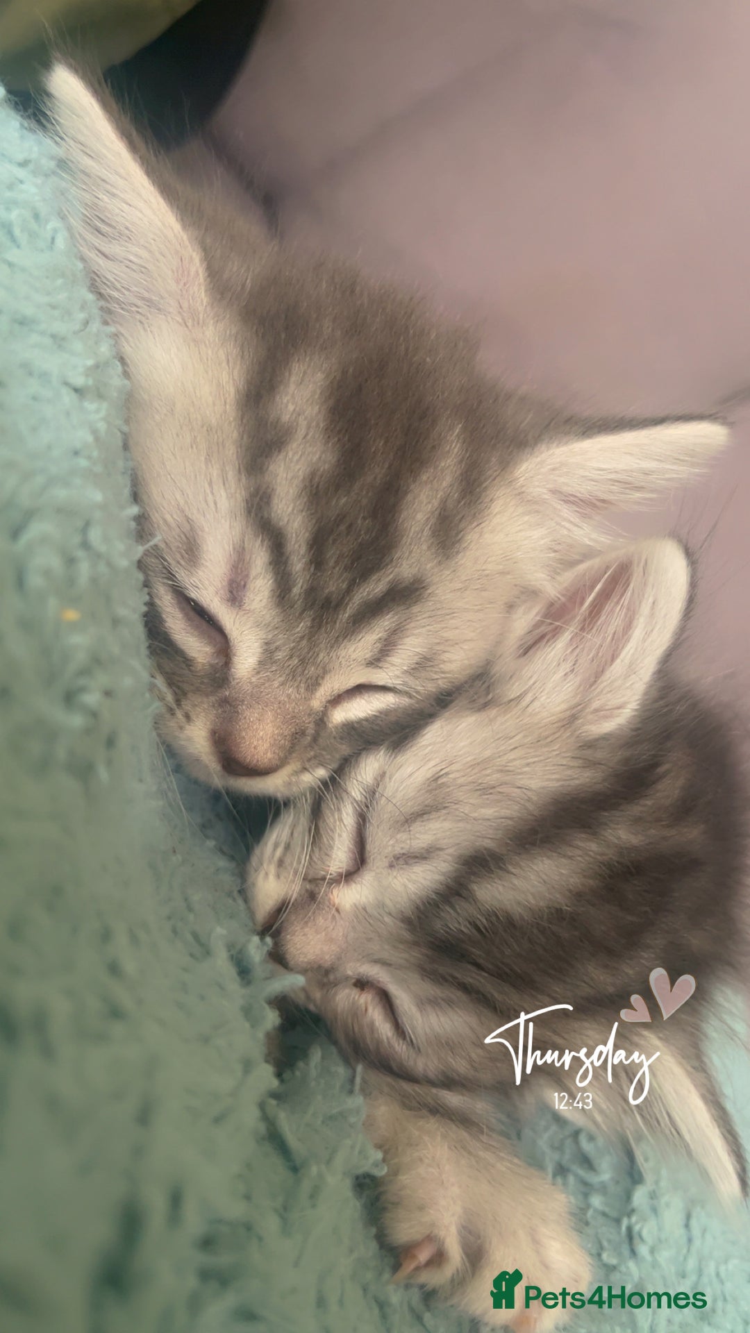Mixed Breed cats for sale: British longhair cross kittens  - Image 13