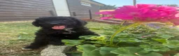 Miniature Poodle dogs for sale: DNA health tested Miniature Poodles 💐 - Advert 13
