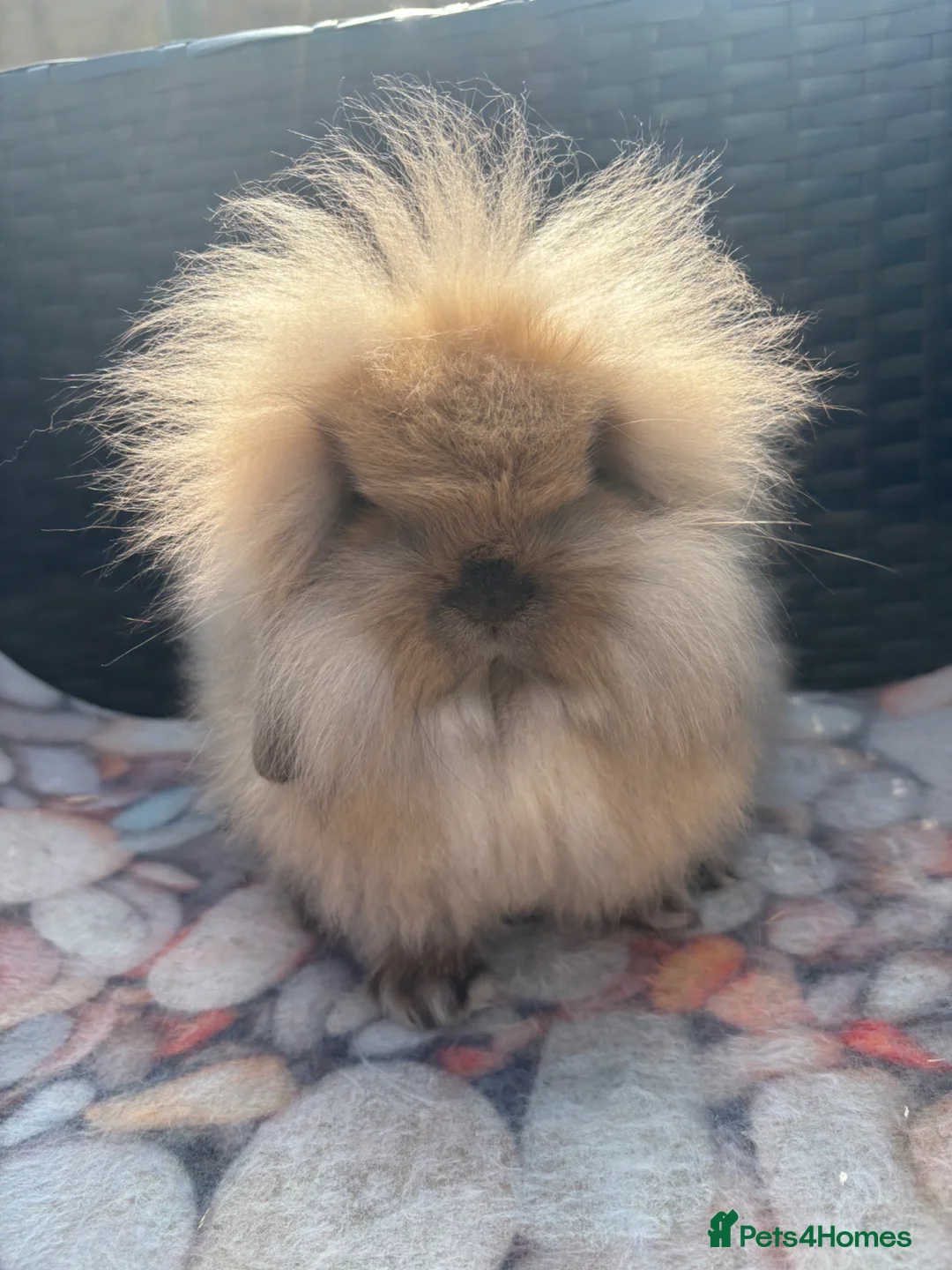 Mini Lion Lop rabbits for sale: Mini Lionlop does vaccinated available  - Advert 1