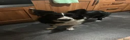 Border Collie dogs for stud: Looking to breed my dog  in Cardiff - Advert 1