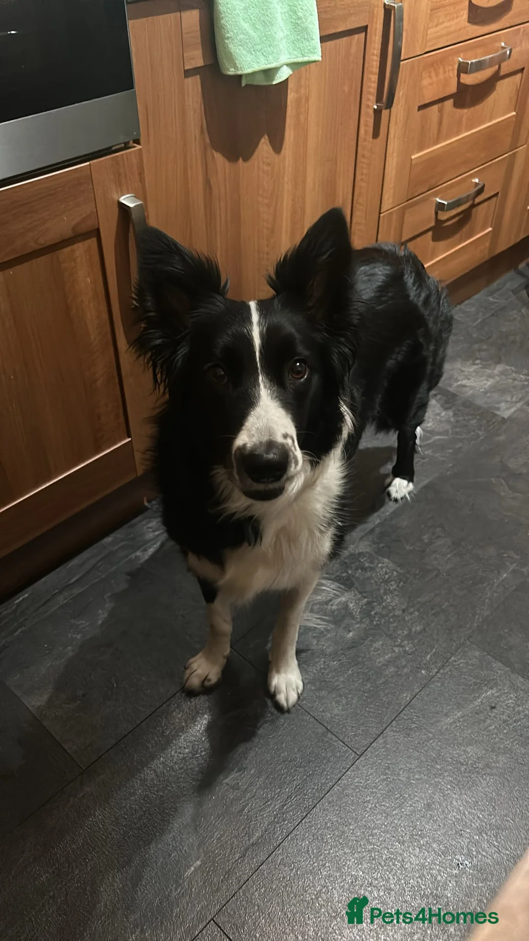 Border Collie dogs for stud: Looking to breed my dog  in Cardiff - Advert 1