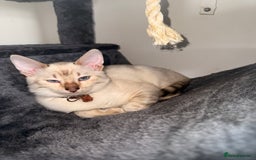 Bengal cats for sale: Blue Eyed Snow Lynx Kittens  - Image 18