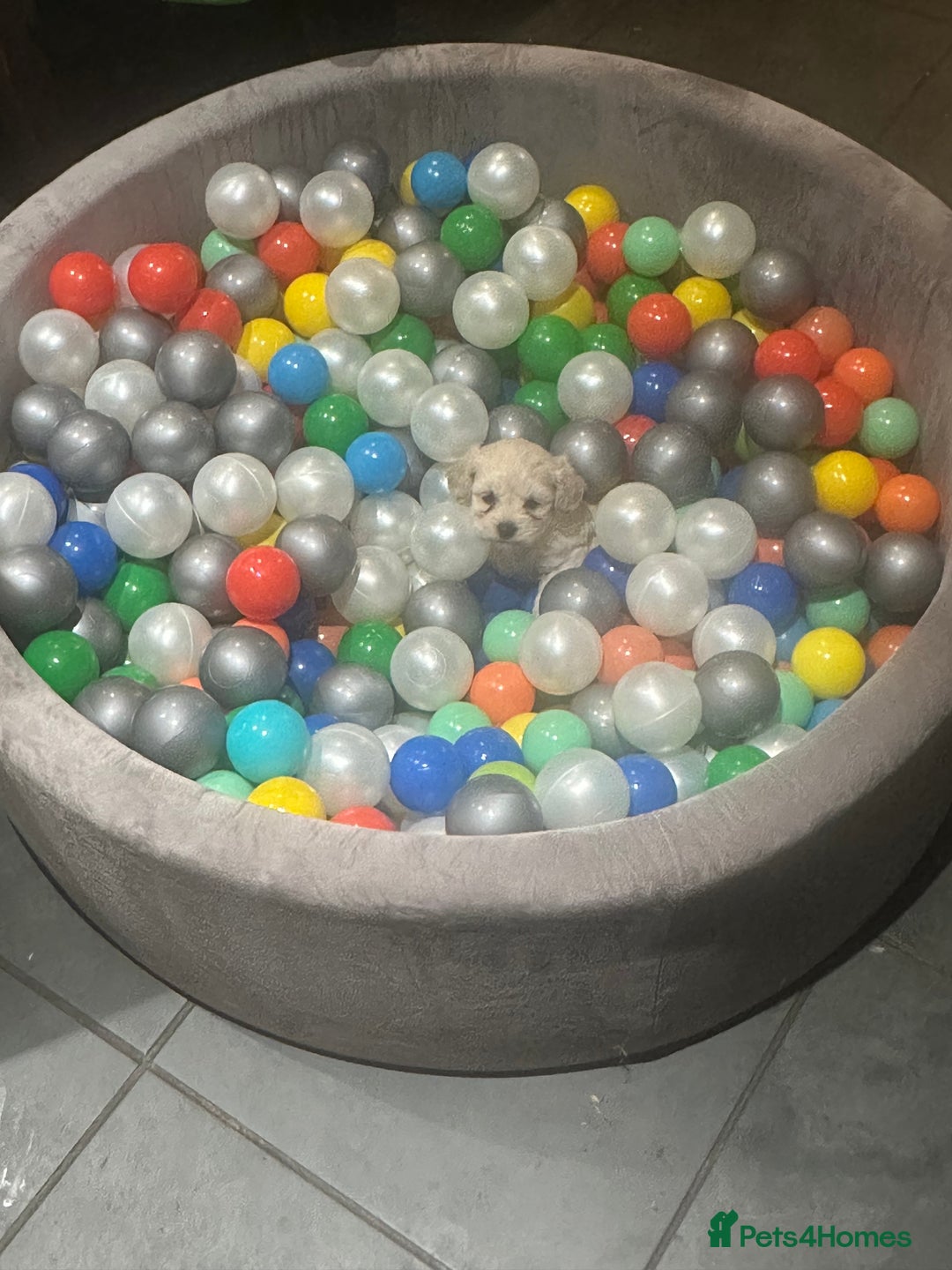 Poochon dogs for sale: Poochon puppies ready now  - Advert 6