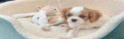 Cavalier King Charles Spaniel dogs for sale: Kc Reg, fully health tested CKCS licensed breeder - Advert 5