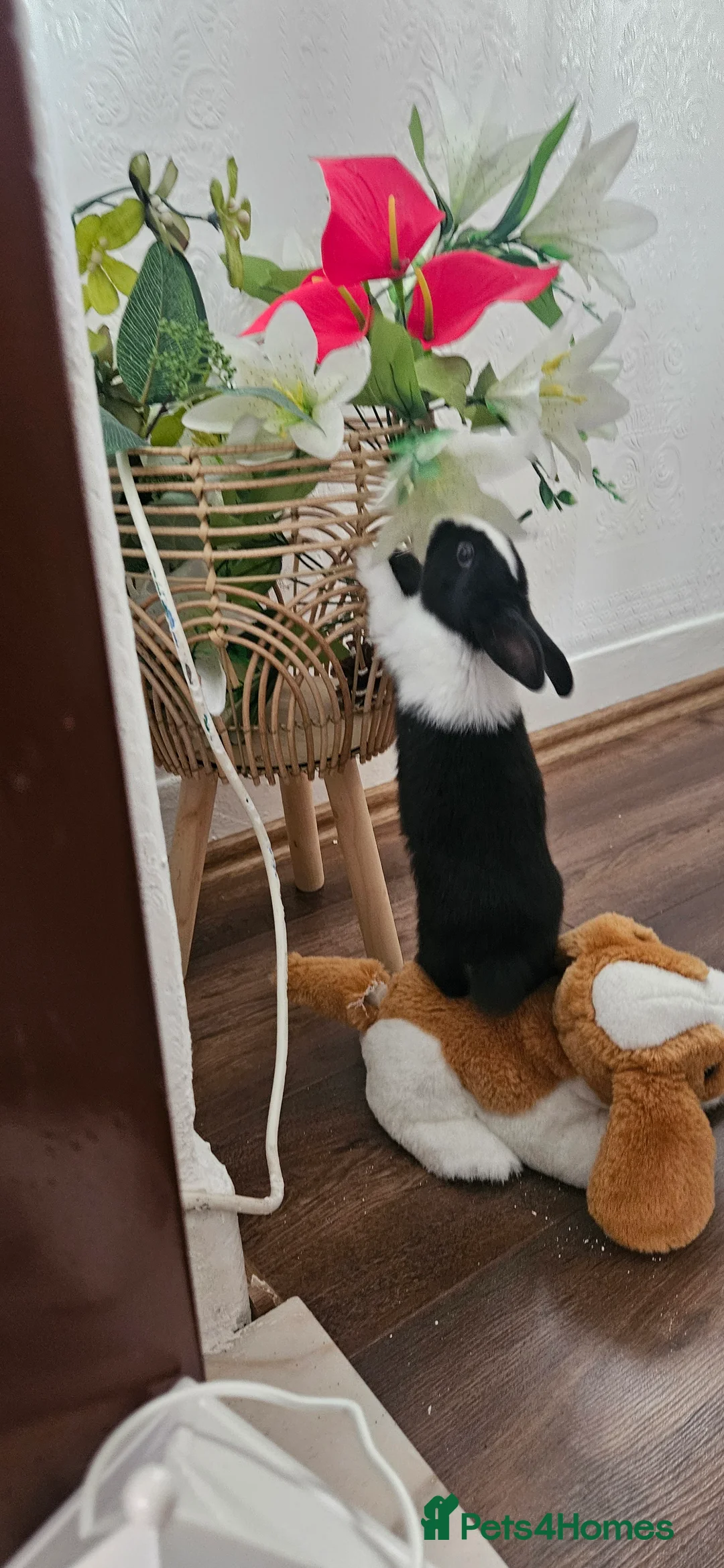 Mixed Breed rabbits for sale: They are all boys  😊 - Advert 5