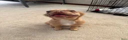 French Bulldog dogs for sale: 5 Month old rare colour fluffy frenchie for sale  - Advert 3