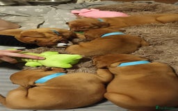 Dogue De Bordeaux dogs for stud: Multiple international champion bloodlines kc DDB - Image 5