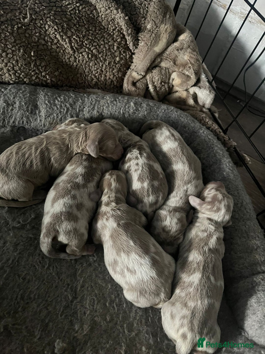 Miniature Dachshund dogs for stud: 🏆ISRI, CHAMPION STUD🏆 - Advert 9