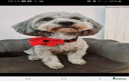 Jackapoo dogs for sale: Chocolate Jackapoo Female F1B - Image 9