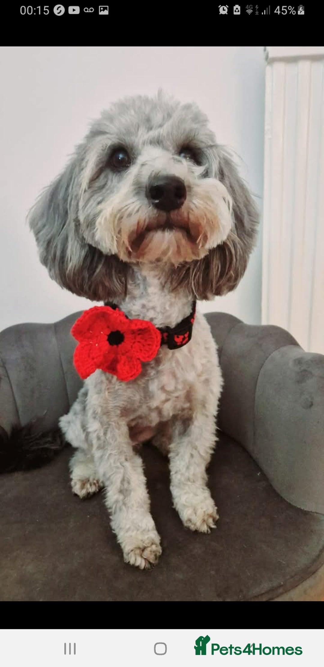 Jackapoo dogs for sale: Chocolate Jackapoo Female F1B - Image 9