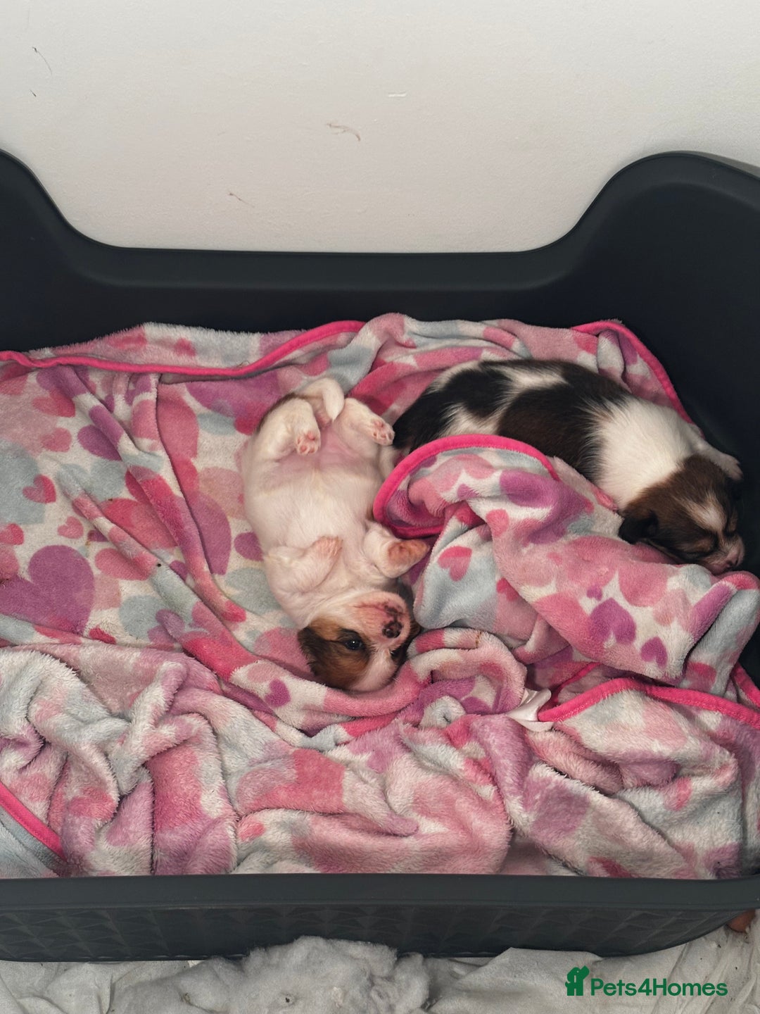 Mixed Breed dogs for sale: Jack Tzu puppies - Image 10