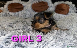 Yorkshire Terrier dogs for sale: 💕🐾Adorable PEDIGREE YORKSHIRE TERRIER Pups🐾💕  - Image 11