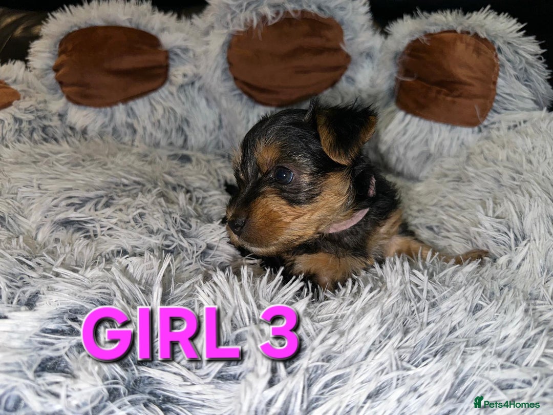 Yorkshire Terrier dogs for sale: 💕🐾Adorable PEDIGREE YORKSHIRE TERRIER Pups🐾💕  - Image 11