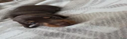 Miniature Dachshund dogs for sale: 2 Choc and Tan female Miniature Dauschunds KC Reg - Advert 3