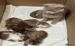 British Shorthair cats for sale: Kittens British shorthair mixed  - Image 2