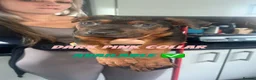 Chinese Red Dog dogs for sale: 3 female Chinese red dog pups, ready 19/10 - Advert 5