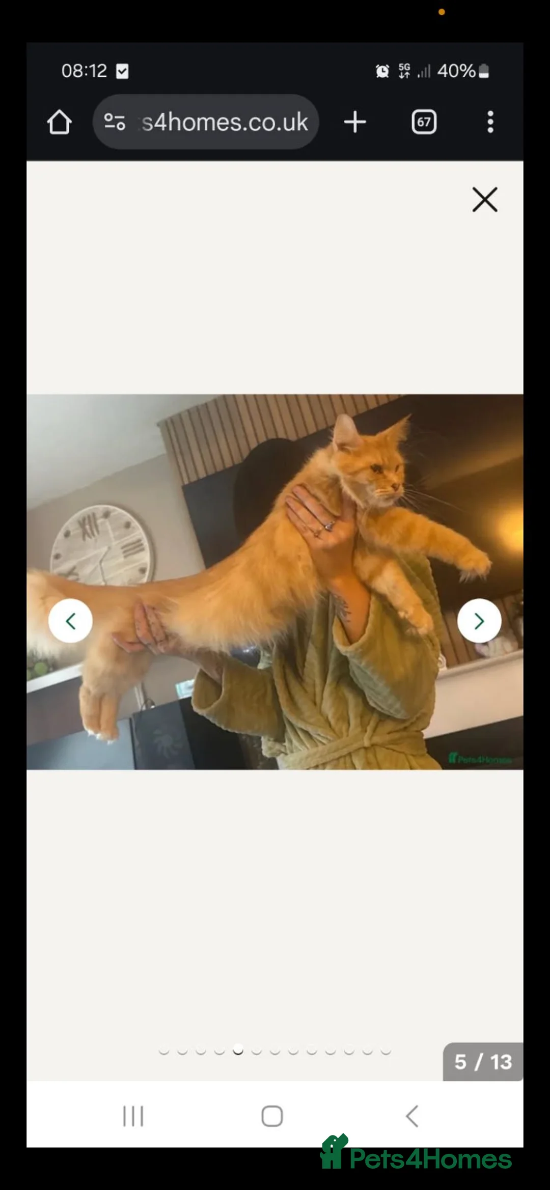 Maine Coon cats for sale: Full breed maine coon in Walsall - Advert 2