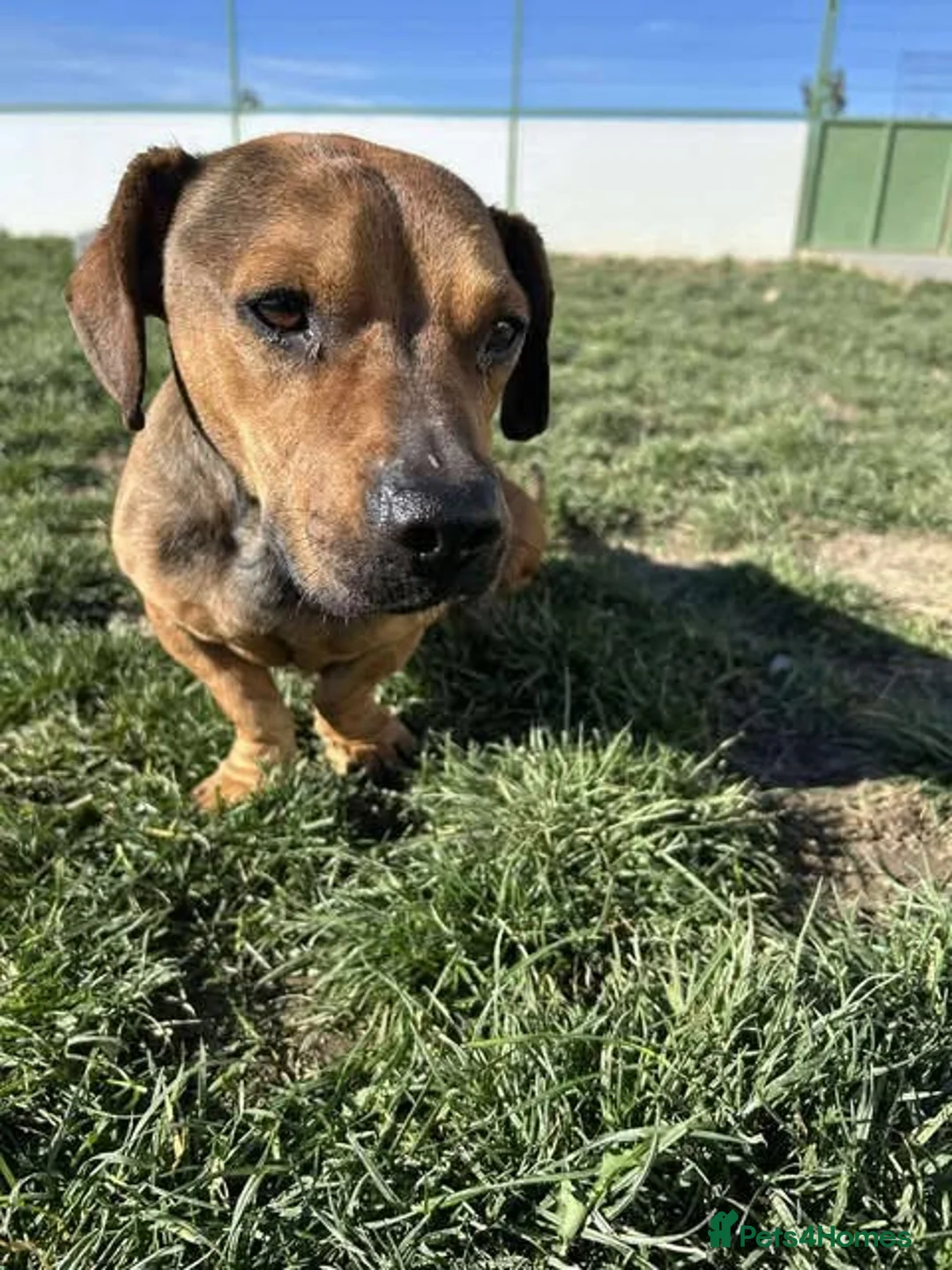 Mixed Breed dogs for adoption: Rescue boy Noodle is looking for his forever home - Advert 23