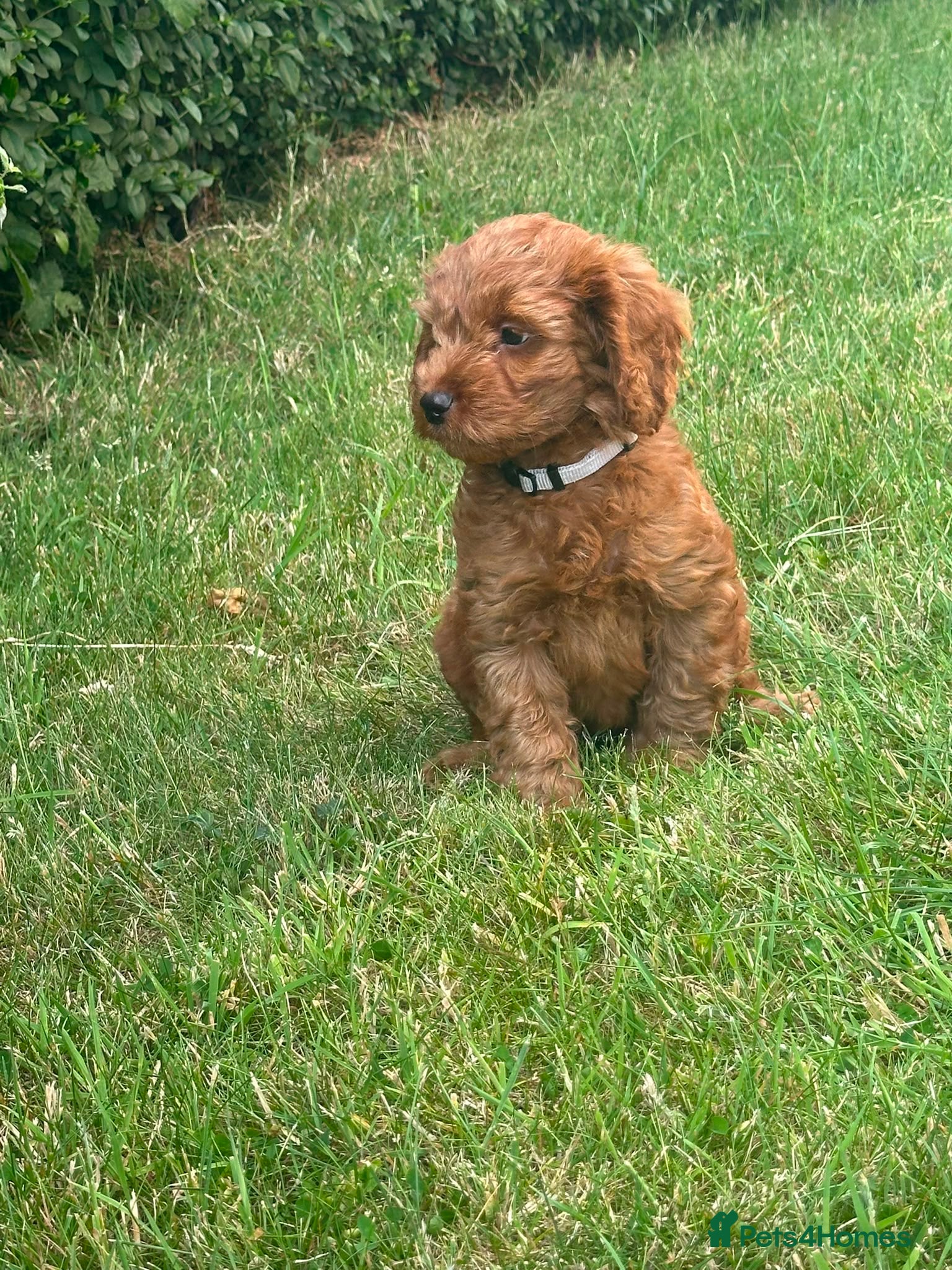 Cockapoo dogs DNA Clear 6 Gorgeous Dark Red F1 Cockapoo puppies - Advert 2