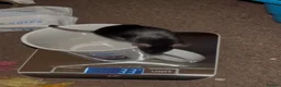 Mouse rodents for sale: Two mice to rehome - neutered boy and intact girl. - Advert 4