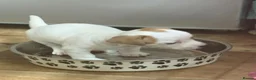 Jack Russell dogs for sale: Jack Russell  in London - Advert 12