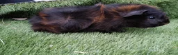 Guinea Pig rodents for sale: Abyssinian boys and pet boys  - Advert 4