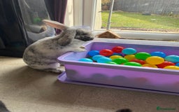 Mixed Breed rabbits for sale: Three beautiful male rabbits - Image 7