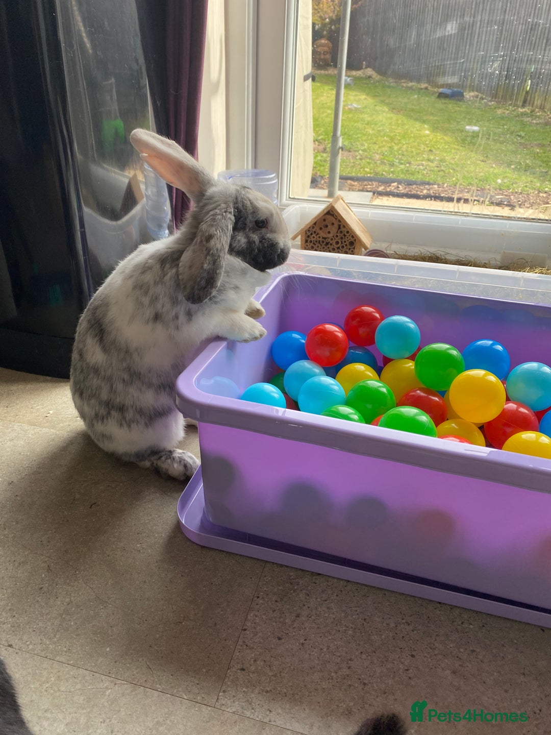 Mixed Breed rabbits for sale: Three beautiful male rabbits - Image 7