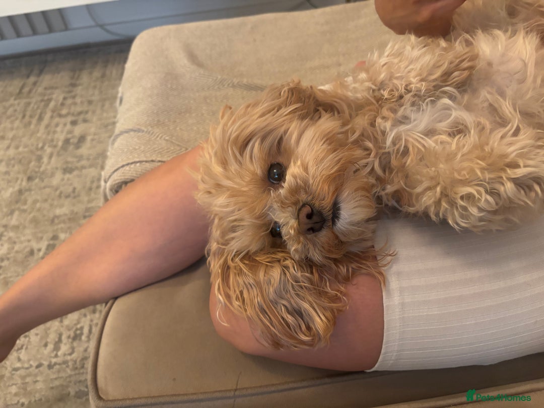 Maltipoo dogs for stud: Teddy - Stud in Bury - Advert 2