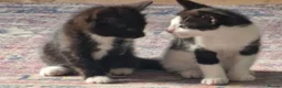 Mixed Breed cats for sale: 2 Kittens in urgent need of rehoming in Newport - Advert 3