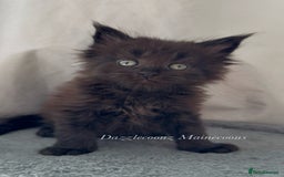 Maine Coon cats for sale: Chunky Russian Mainecoon cubs  - Image 2