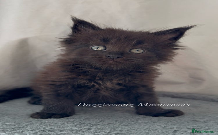 Maine Coon cats - Advert 4