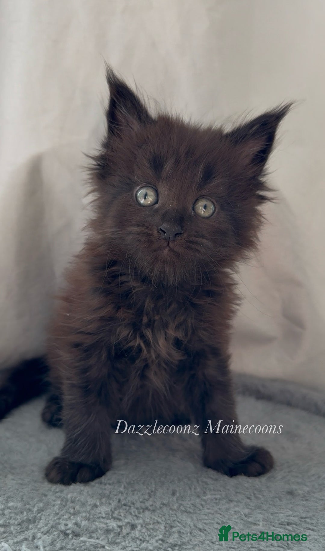 Maine Coon cats for sale: Chunky Russian Mainecoon cubs  - Image 2