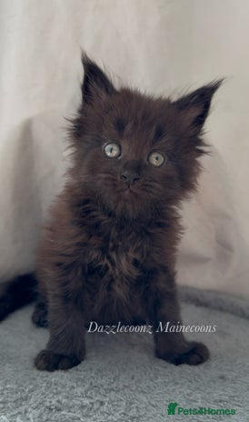 Maine Coon cats - Advert 13