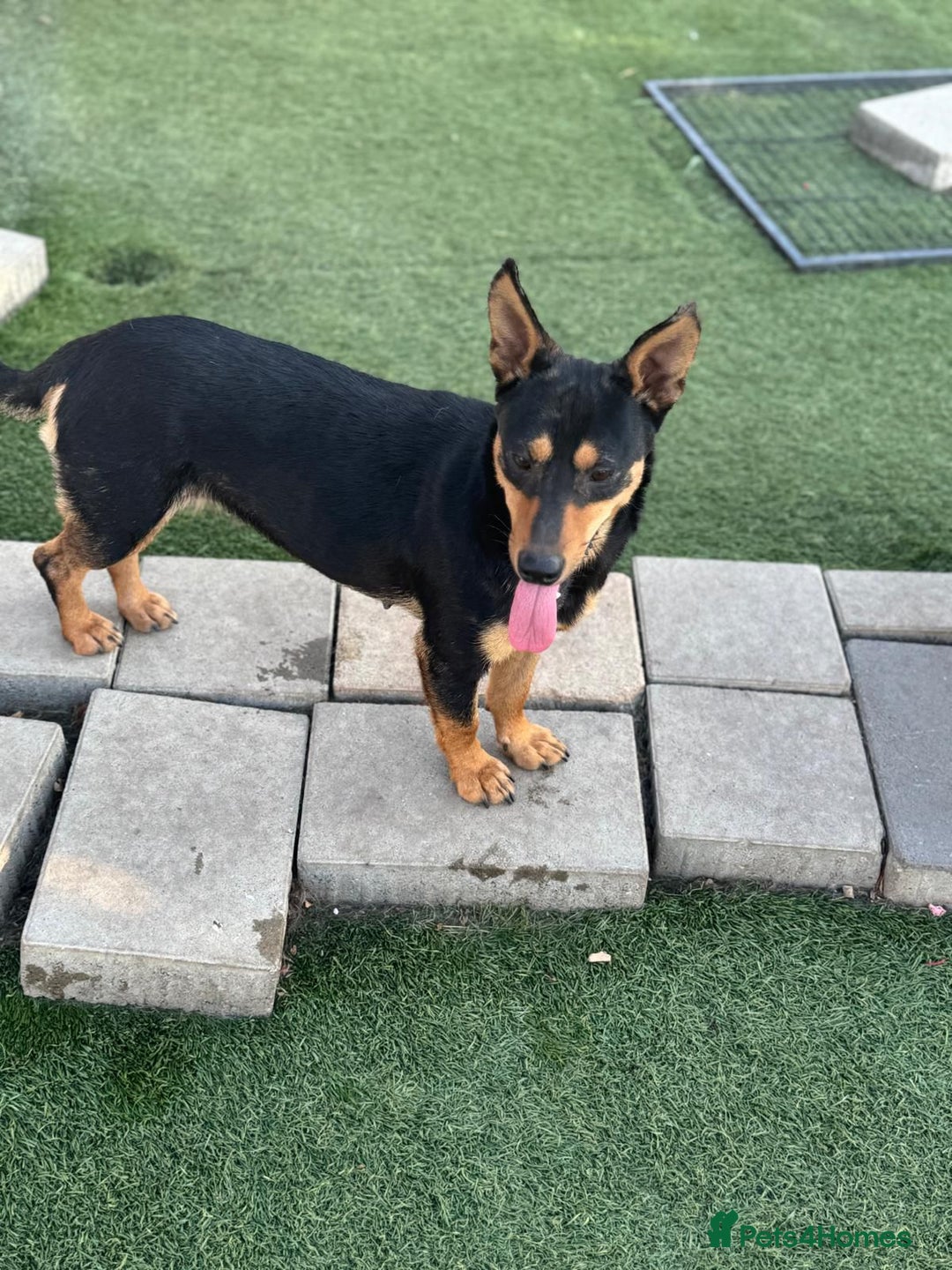 Mixed Breed dogs for adoption: Pretty Rosie is looking for love - Image 10