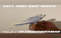Budgerigars birds for sale: 100% SILLY TAME BABY BUDGIES - Image 7