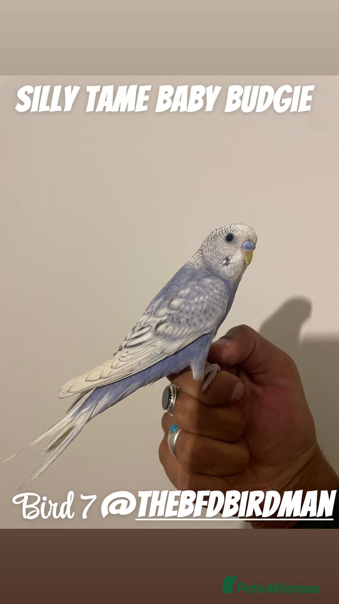Budgerigars birds for sale: 100% SILLY TAME BABY BUDGIES - Image 7