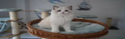 Ragdoll cats for sale: TICA registered kittens - Advert 4