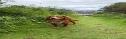 Cocker Spaniel dogs for stud: Proven Working Cocker Spaniel Stud - Advert 7