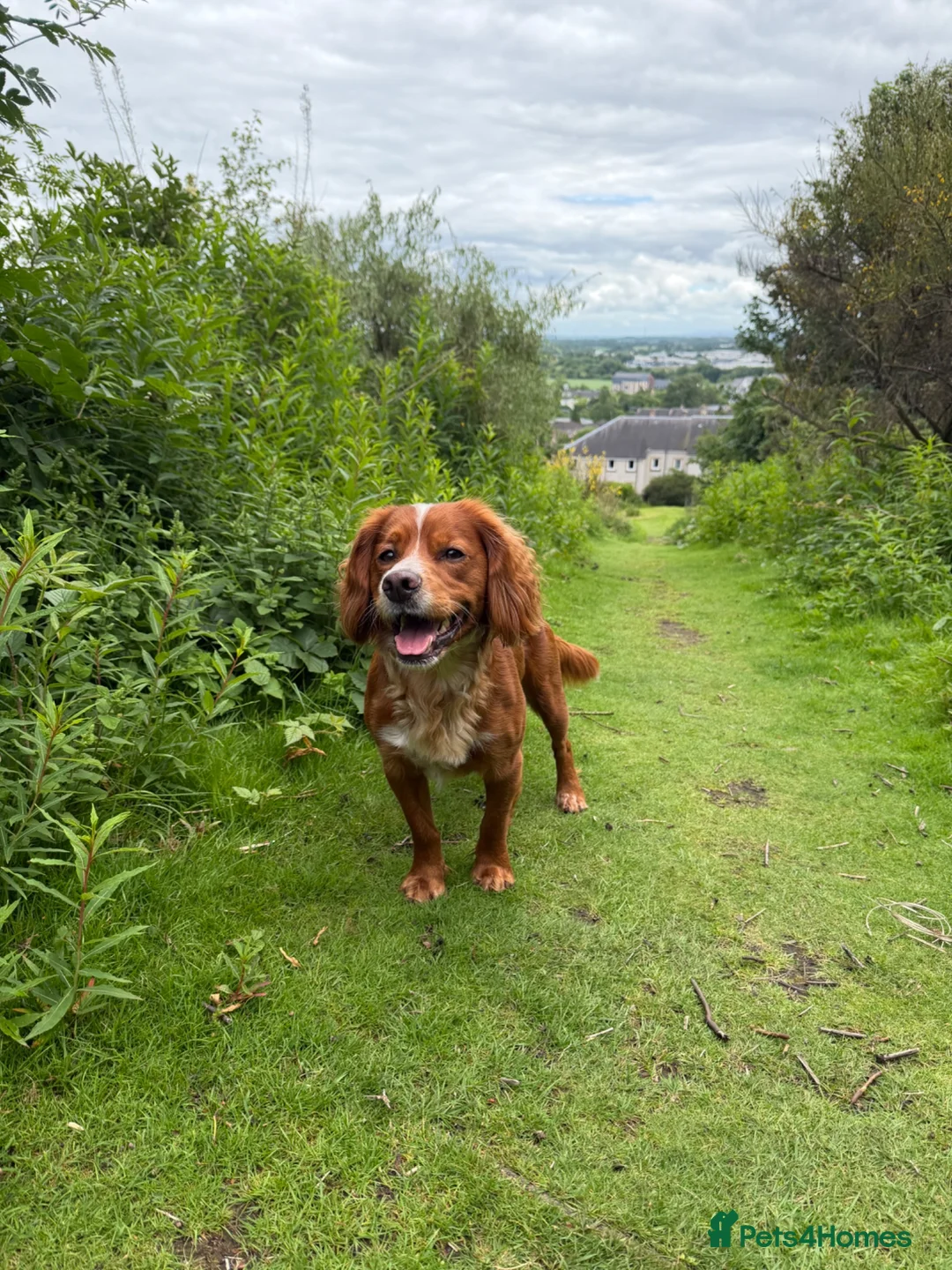 Cocker Spaniel dogs for stud: Proven Working Cocker Spaniel Stud - Advert 1