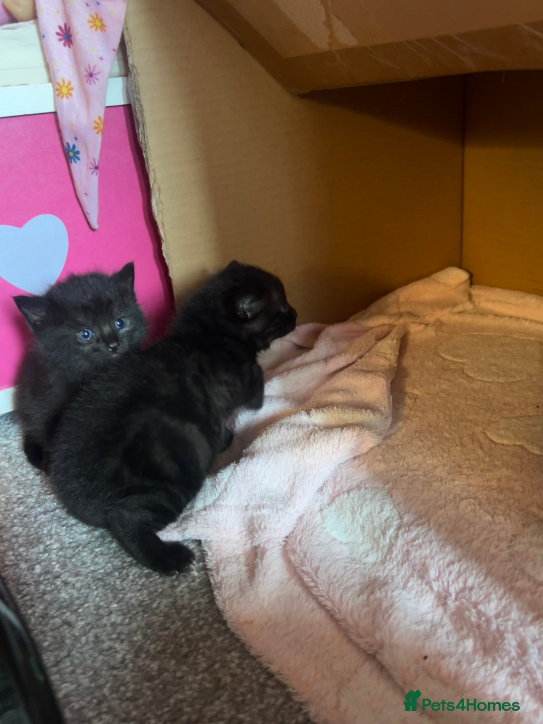 Siamese cats for sale: 3x Beautiful Siamese crossed tabby kittens  - Image 6