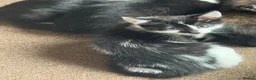 Mixed Breed dogs for sale: Mixed blk&wht  kittens available now - Advert 9